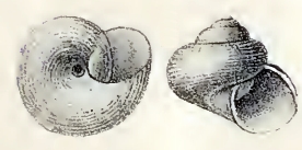 Margarites argentatus